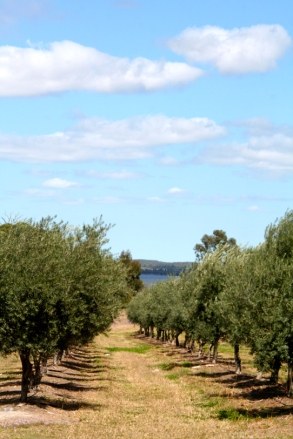 Coolmunda Organic Olive Grove