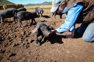 Farmer Jess Hodges giving one of the piglets a belly scratch